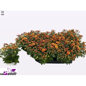 CHRY GARD DOU ORANGE