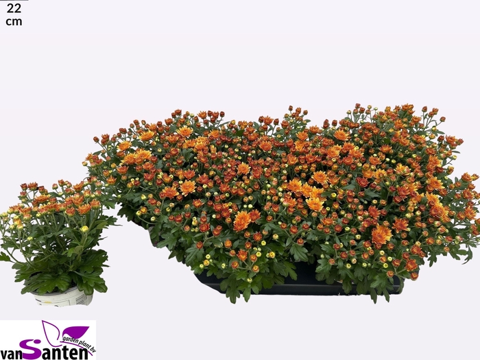 <h4>CHRY GARD DOU ORANGE</h4>
