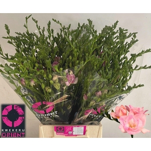 Freesia Du Honeymoon