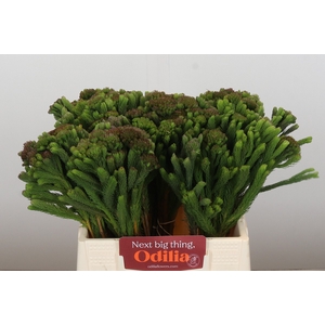 Kaaps Groen Albigreen