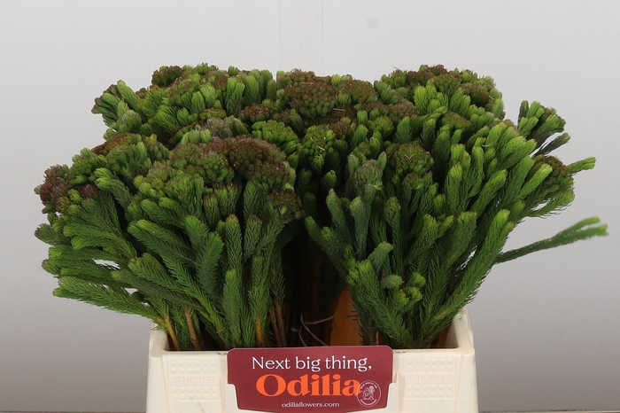 Kaaps Groen Albigreen