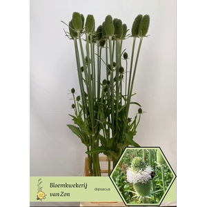 DIPSACUS