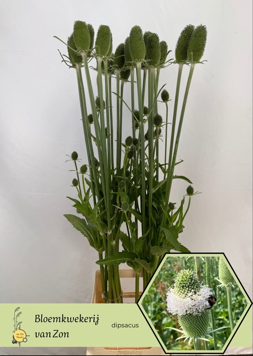 <h4>DIPSACUS</h4>