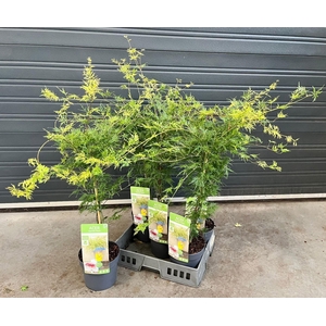 ACER PA EMERALD LACE