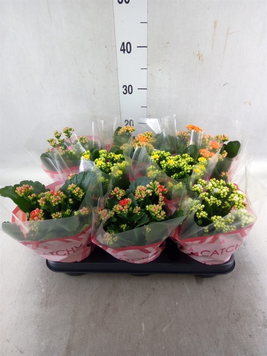 <h4>Kalanchoe blos.   ..rosebud mix  5</h4>