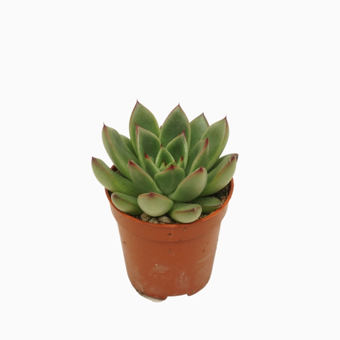 <h4>Echeveria agavoides</h4>