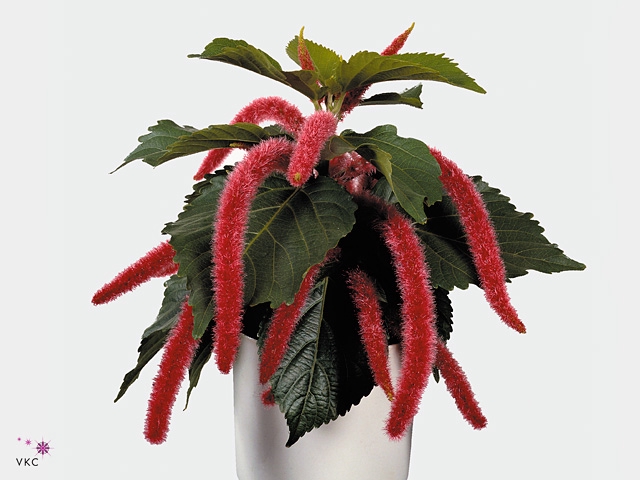 Acalypha hispida