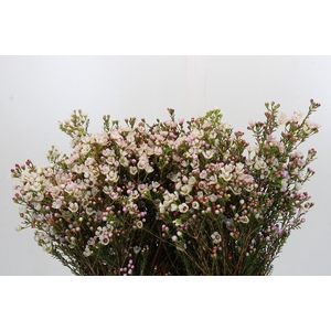 Chamelaucium Dawn Pearl