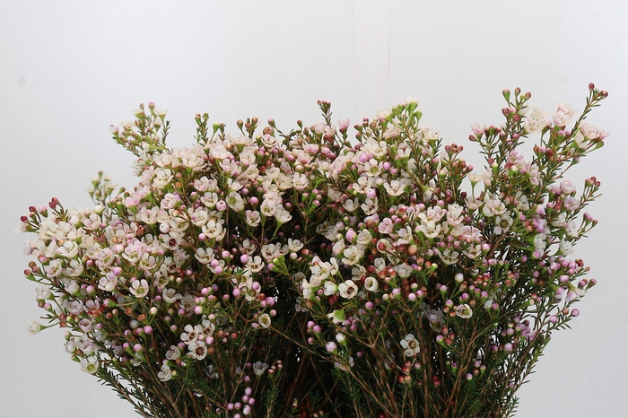 <h4>Chamelaucium Dawn Pearl</h4>