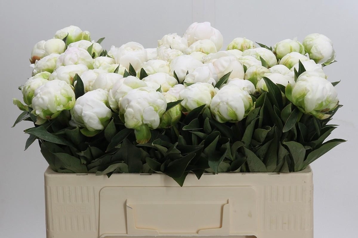 <h4>Paeonia Madame Claude Tain</h4>