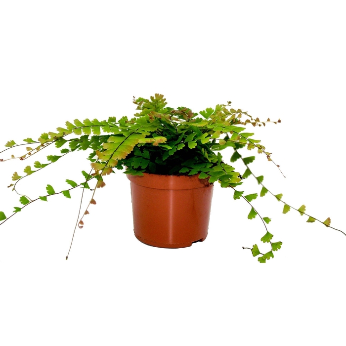<h4>Adiantum Caudatum (Walking Maidenhair)</h4>