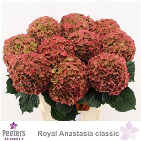 <h4>Hydr M Royal Anastasia Cl</h4>
