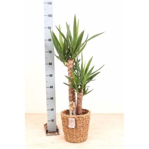 Yucca 60-30 Cm In De Mand