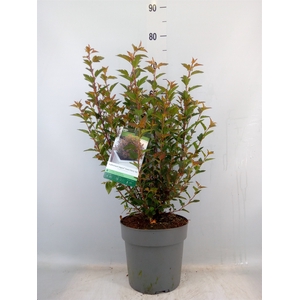 Physocarpus opulif.