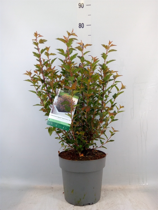 <h4>Physocarpus opulif.</h4>