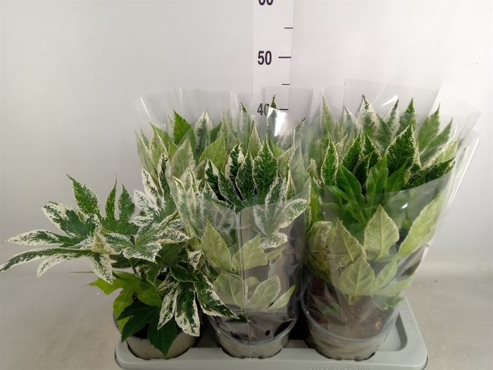 <h4>Fatsia japonica 'Variegata'</h4>