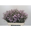 Aster Baby Pink Pearl