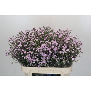 Aster Baby Pink Pearl