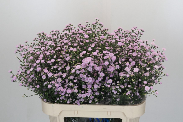 <h4>Aster Baby Pink Pearl</h4>