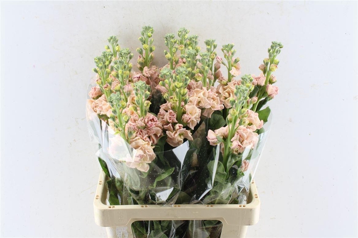 <h4>Matth Iron Apricot</h4>