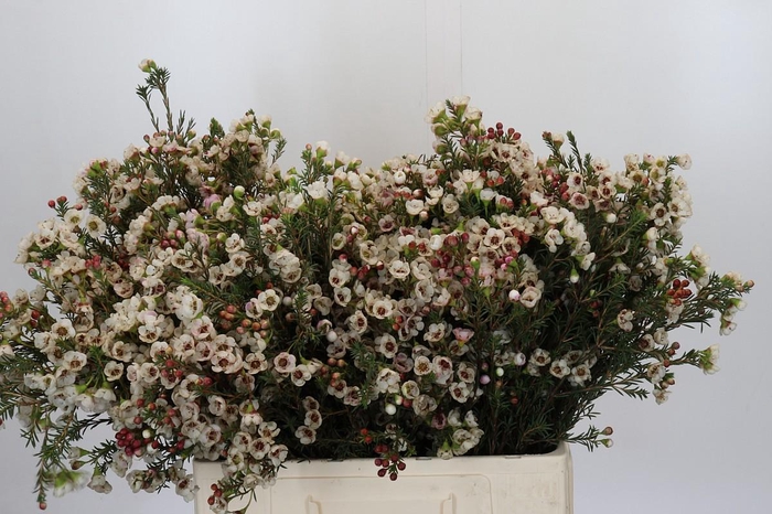 <h4>Chamelaucium Ella</h4>