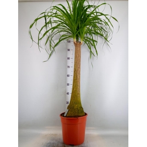 Beaucarnea recurvata