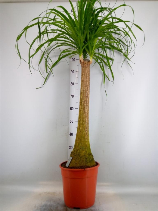 <h4>Beaucarnea recurvata</h4>