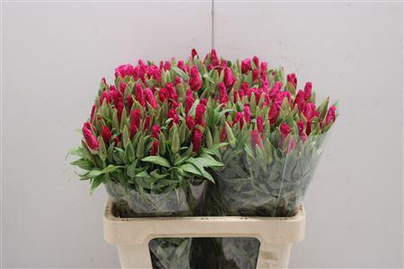 <h4>Clarkia Cerise</h4>