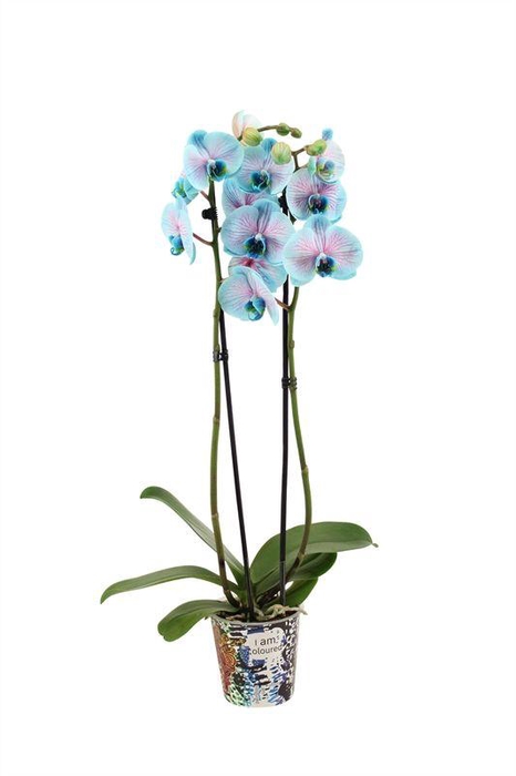 <h4>Phal I Am Bubblegum 2 Tak14+ Potcover</h4>