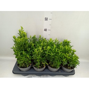 Euonymus japon. 'Green Spire'