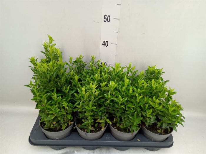 <h4>Euonymus japon. 'Green Spire'</h4>