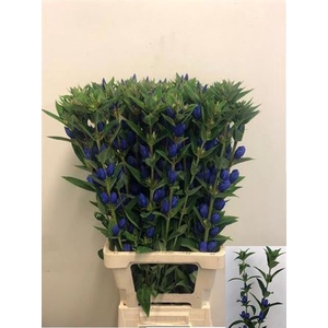 Gentiana Just Blue