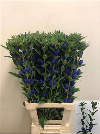 Gentiana Just Blue