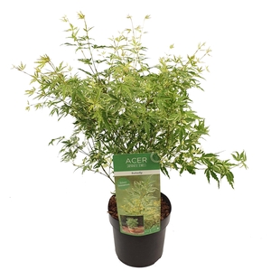 Acer palm. 'Butterfly'