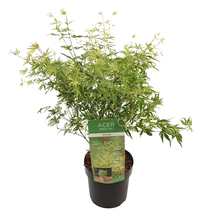 <h4>Acer palm. 'Butterfly'</h4>