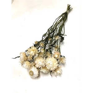 DROOG HELICHRYSUM WI