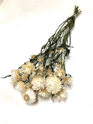 <h4>DROOG HELICHRYSUM WI</h4>