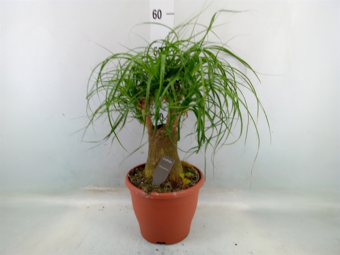 <h4>Beaucarnea recurvata</h4>