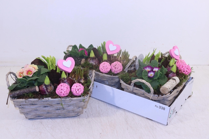 <h4>ARR TUINPLANTEN</h4>