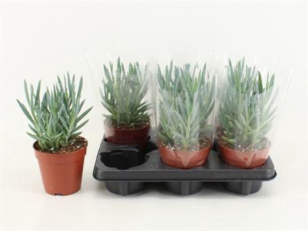 <h4>Curio talinoides var. mandraliscae 'Mount Everest'</h4>