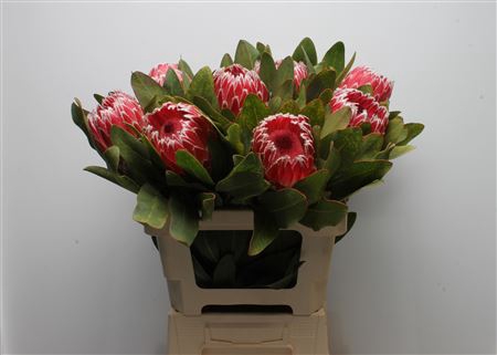 <h4>Protea Empress</h4>