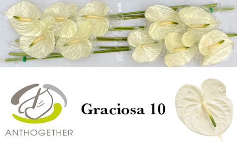 <h4>ANTH A GRACIOSA</h4>
