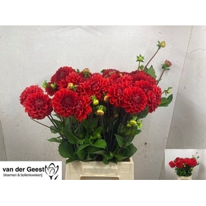DAHL RED CAP