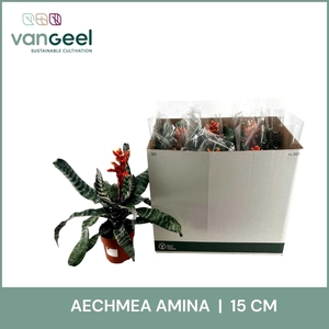 AECH OV