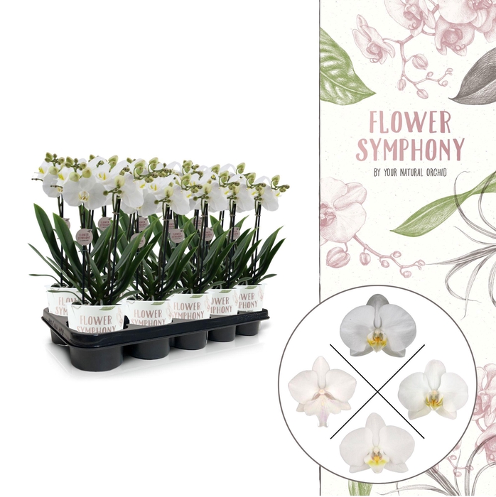 <h4>Flower Symphony | Wit mix | Phalaenopsis 2 spike</h4>