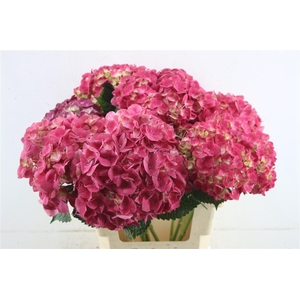 Hydr. M Trophy Red 60-18