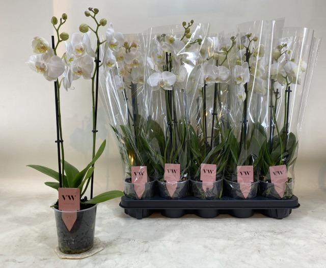 <h4>PHAL OV WIT</h4>