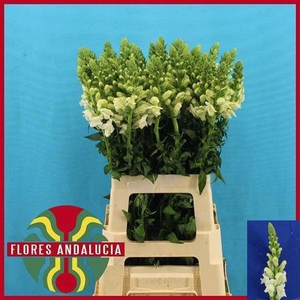 Antir Poto Earl Whit