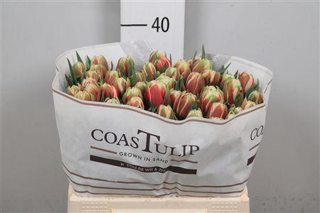 <h4>Tu Du Everton</h4>