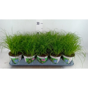 Cyperus alternifolius 'Zumula'